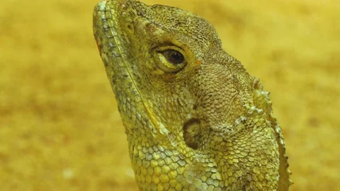 Close up of bearded dragon Lizard Video stock 140987722