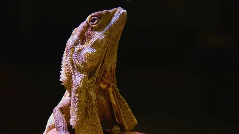 Close up of a Bearded dragon lizard Stock Footage 143918546