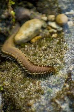 Close-up of a bearded fireworm moving across rocky tidal seabed. Stock Photos