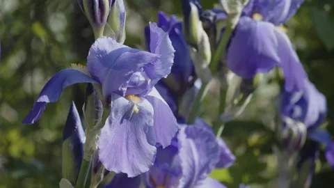 Close-up of bearded iris flower in the garden 4K video Stock Footage 244514099