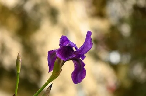 Close Up of Bearded Iris Flower Showing Fuzzy Beard Detail Stock Photos
