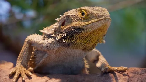 A close up of a bearded lizard Stock Footage 278045517