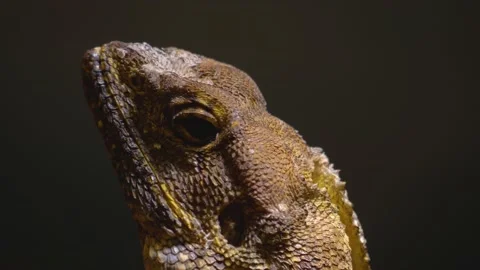 Close up of bearded lizard head  Stock Footage 143416554