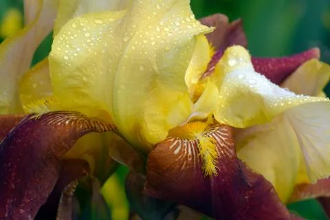 Close up Bearded multicolored yellow and maroon iris flower in drops of dew i Stock Photos