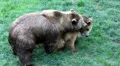 Close up of bears making love HD Footage