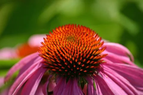 A close up of a beatiful bloom of a flower Stock Photos
