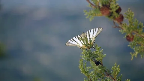 Close-up of a beatiful butterfly flying away from the branch Stock Footage 83309467