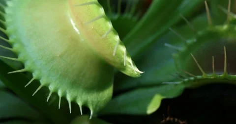 Close up of a beatiful venus fly trap timelapse, macro of green venus fly trap 库存影片 115241787