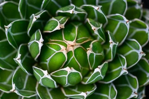 Close-up beautiful agave cactus abstract natural background Stock Photos