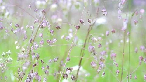 Close-up of beautiful alpine grassland. Wind blowing wild flowers in meadow Stock Footage 114982189