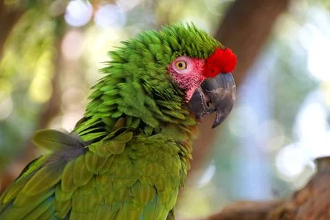 Close up of a beautiful Amazon parrot Stock Photos