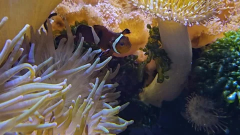 Close up of beautiful anemones  Stock Footage 267660650