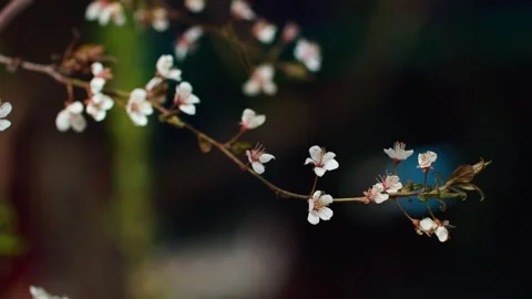 Close-up of the beautiful artistic conception of the quiet Chinese garden, t Видео 257162965