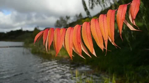 Close beautiful autumn leaf move wind blur lake shore water Stock Footage 20448009