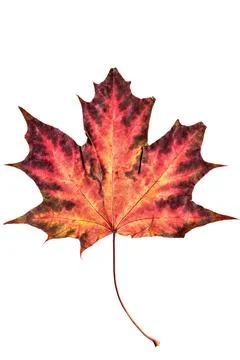Close-up of a beautiful autumn maple leaf on a white background. Stock Photos