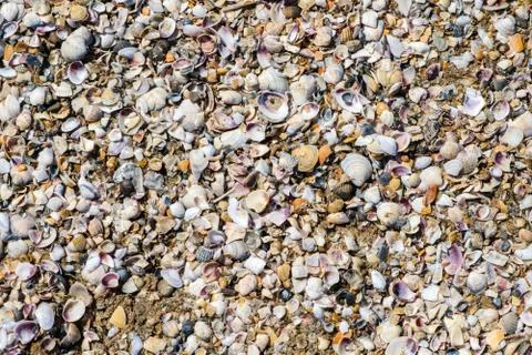 Close up beautiful background and texture of nature sea shell pattern Stock Photos