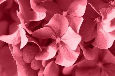 Close up of beautiful background Of Hydrangea. Stock Photos