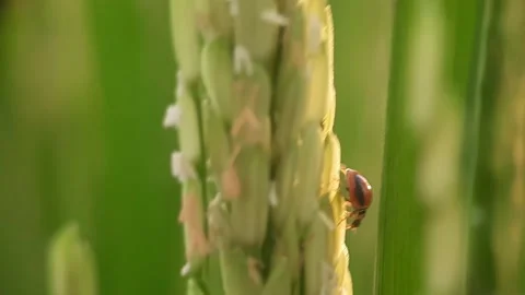 Close-Up Of A Beautiful Beetle Walking On The Top Of The Swaying Grass. Vídeos de archivo 168089922