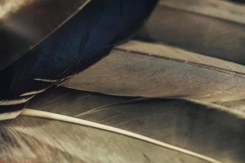 Close up Beautiful Bird feather pattern background for design texture. Macro  Stock Photos