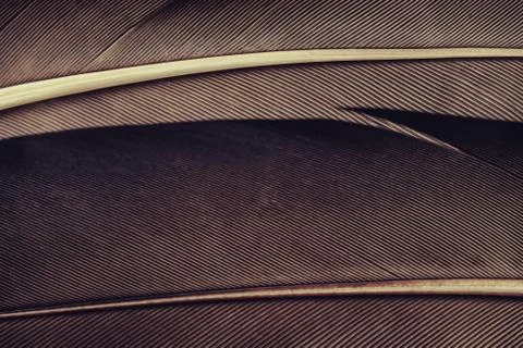 Close up Beautiful Bird feather pattern background for design texture. Macro  Stock Photos
