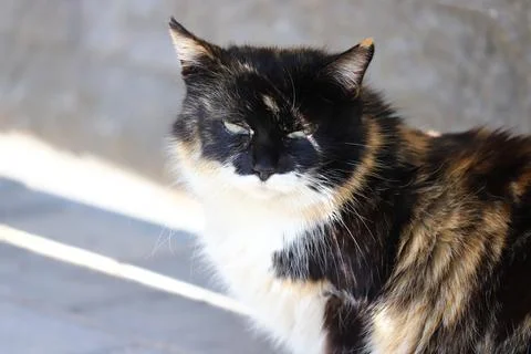 Close-up beautiful black and white cat sitting on the road Stock Photos