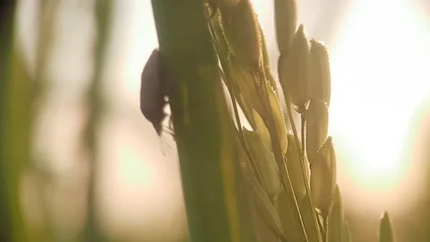 Close-Up Of The Beautiful Black Beetle On The Top Of The Rice. Vídeos de archivo 168091122