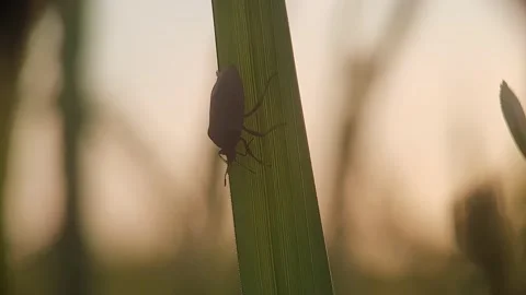 Close Up Of A Beautiful Black Beetle On The Top Of The Swaying Grass. Vídeos de archivo 168091173