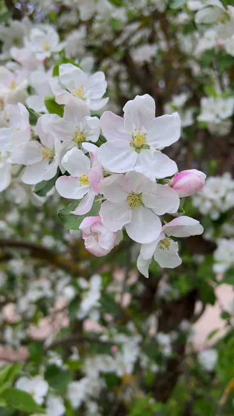 Close-up of Beautiful Blooming Fruit Tree. Branch with Vibrant Foliage and White Stock Footage 278249394