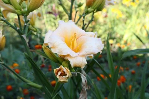 Close up of beautiful blooming peach daylily flower Stock Photos
