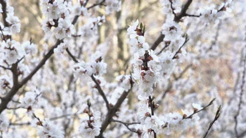 Close-up of a beautiful blooming peach tree branch with white flowers on a Video stock 147193619