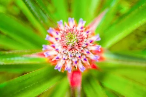 Close-up of beautiful blooming pineapple, selective focus on center of flower Stock Photos