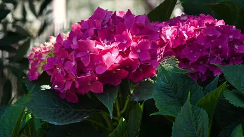 Close up of a beautiful blooming pink hydrangea in a garden Stock Footage 231031553