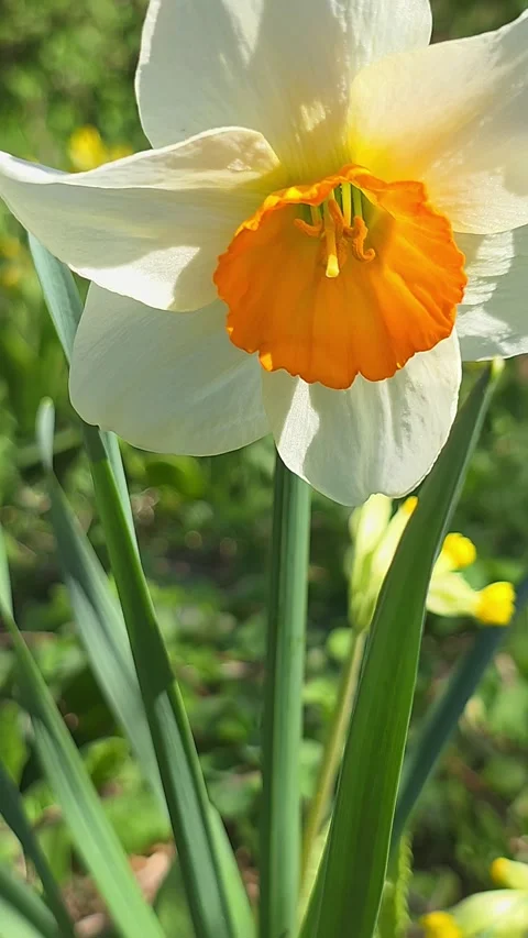 Close-up of beautiful blooming white daffodil with bright orange cup swayin.. Vídeos de archivo 334448096