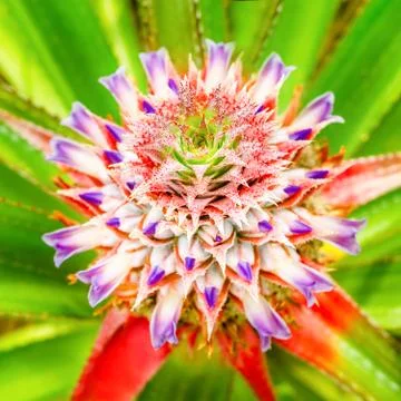 Close-up of beautiful blossoming pineapple, selective focus on center Stock Photos