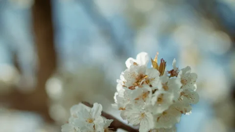 Close-up, beautiful blossoming spring tree. Cherry blossom Stock Footage 304318055