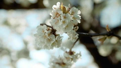 Close-up, beautiful blossoming spring tree Stock Footage 304318081