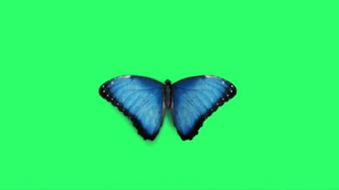 Close-up beautiful blue butterfly isolate on green background.  Stock Footage 193960380