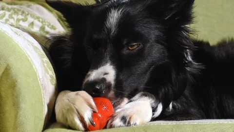 Close-up of a beautiful border collie puppy eating and playing with his Kong Stock Footage 118399062