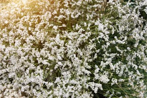Close-up of a beautiful bouquet of tiny white flowers. Stock Photos