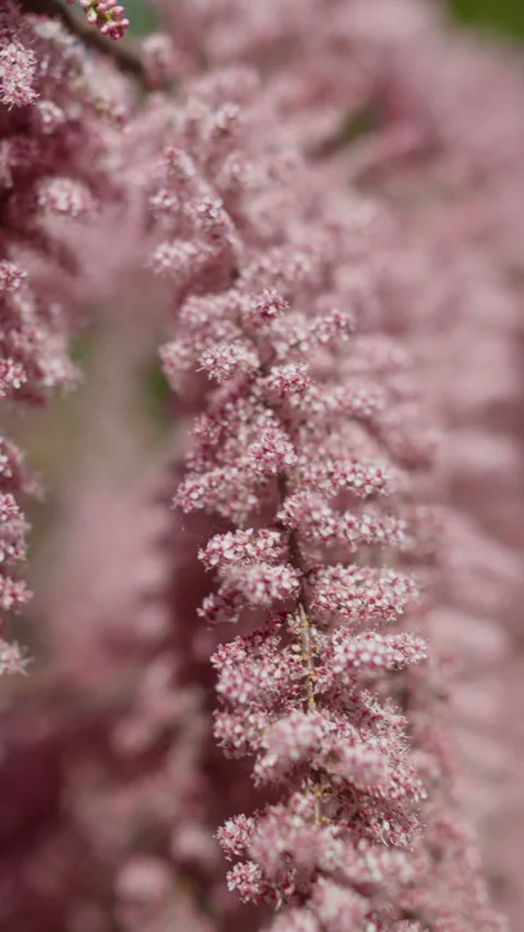 Close-up, beautiful branch with pink tamarix flowers Stock Footage 309003553