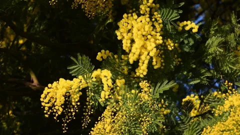 Close up of beautiful branches of blooming yellow Mimosa. Stock Footage 302099520
