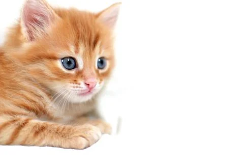 Close-up Beautiful bright ginger kitten on a white background plays. Young cu Stock Photos