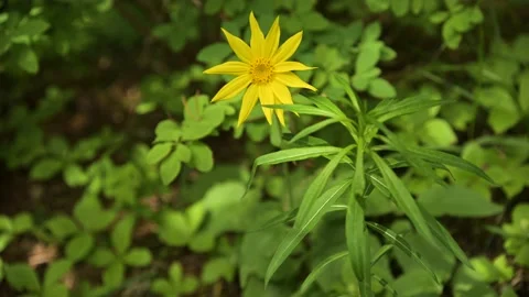 Close-up of beautiful bright yellow Cutleaf Coneflower wildflower Stock Footage 135089488