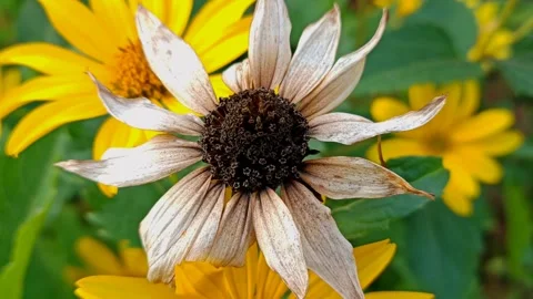 Close-up of beautiful bright yellow flowers in the garden. Stock Footage 329014751