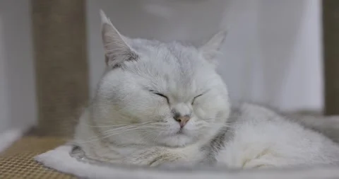 Close-up beautiful British cat breed Shorthair, soft, white, gray hair was .. Stock Footage 243711941