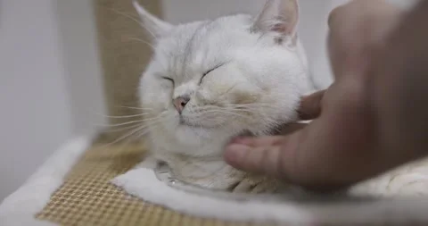 Close-up beautiful British cat breed Shorthair, soft, white, gray hair. Sit.. Stock Footage 243711946