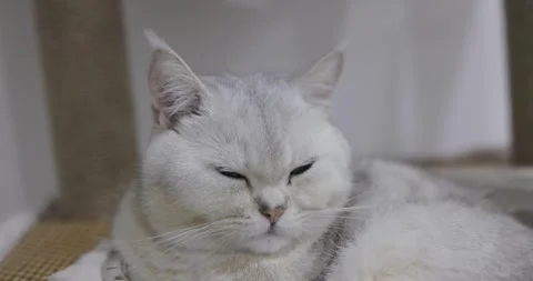 Close-up beautiful British cat breed Shorthair, soft, white, gray hair. It .. Stock Footage 243713019