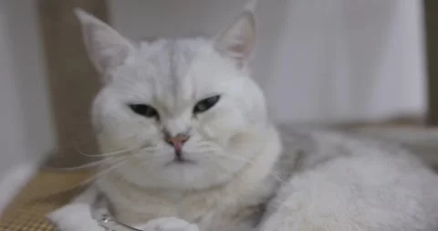 Close-up beautiful British cat breed Shorthair, soft, white, gray hair was .. Stock Footage 243713337