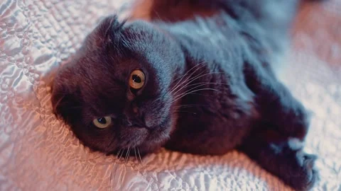 Close-up of a beautiful british cat in gray Stock Footage 145214244