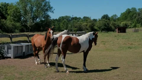 Close up of beautiful brown and pinto horses in summer paddock Stock-Footage 337403009